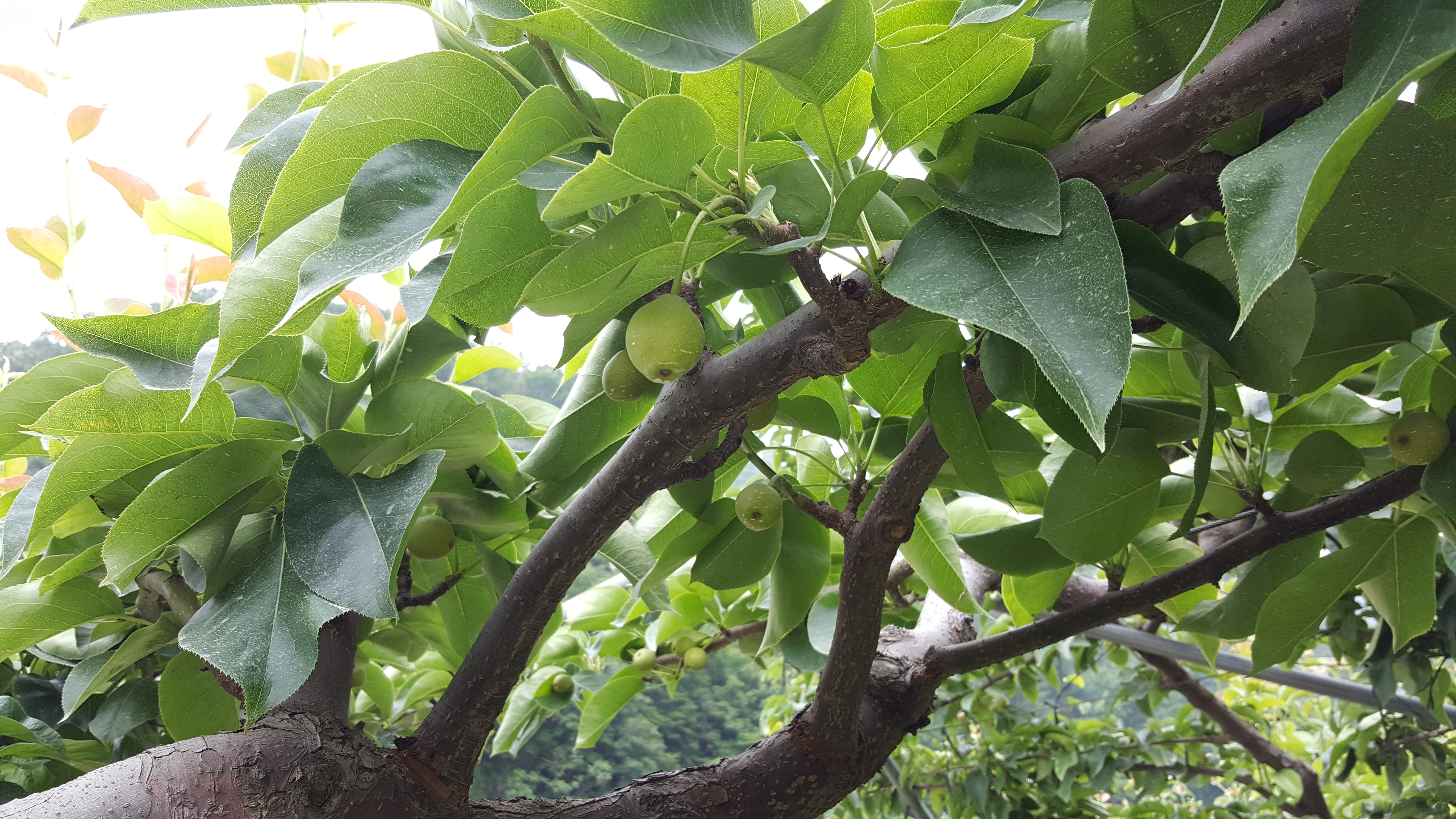 20160607_113028.jpg