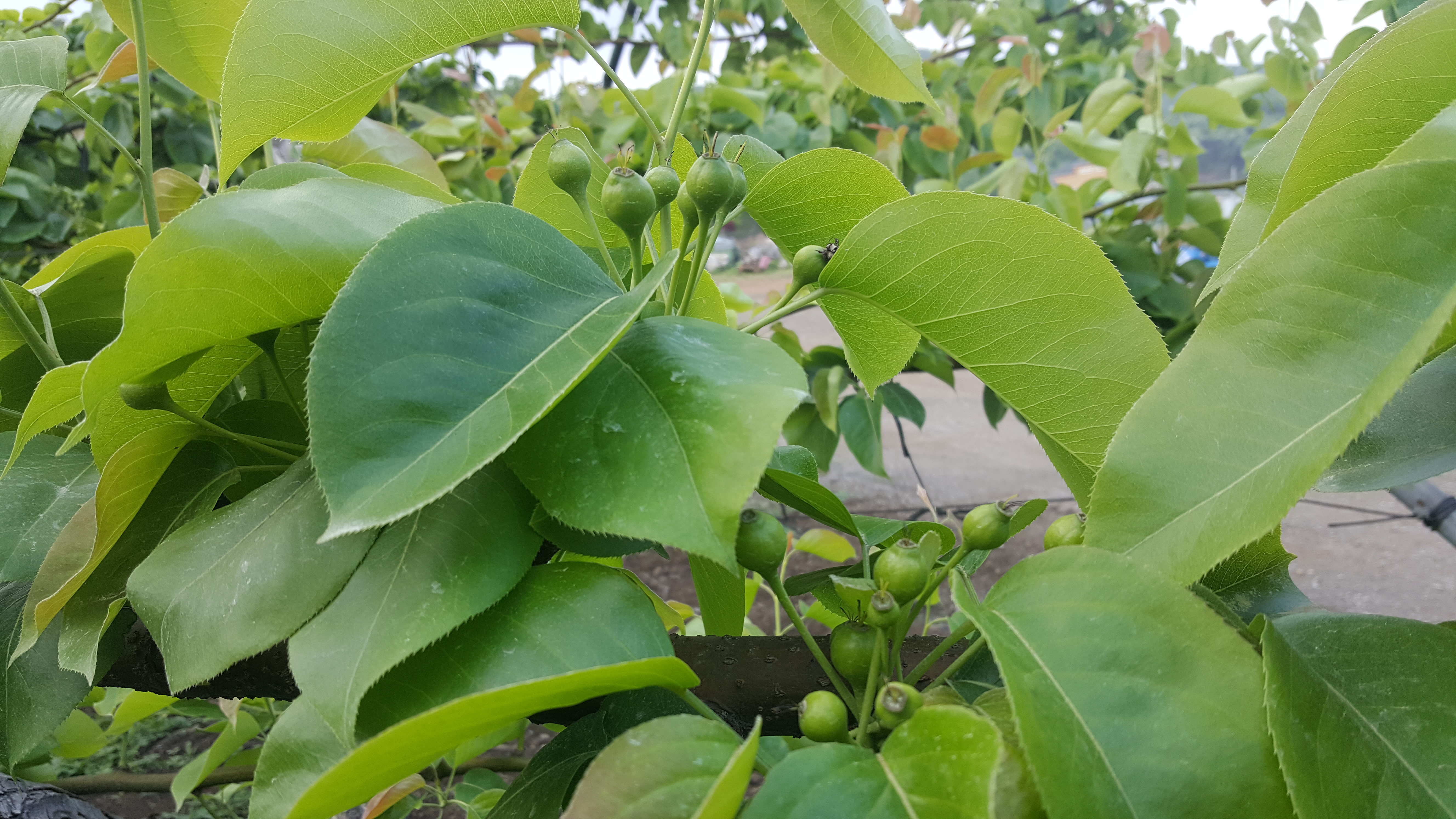 20170510_173132.jpg