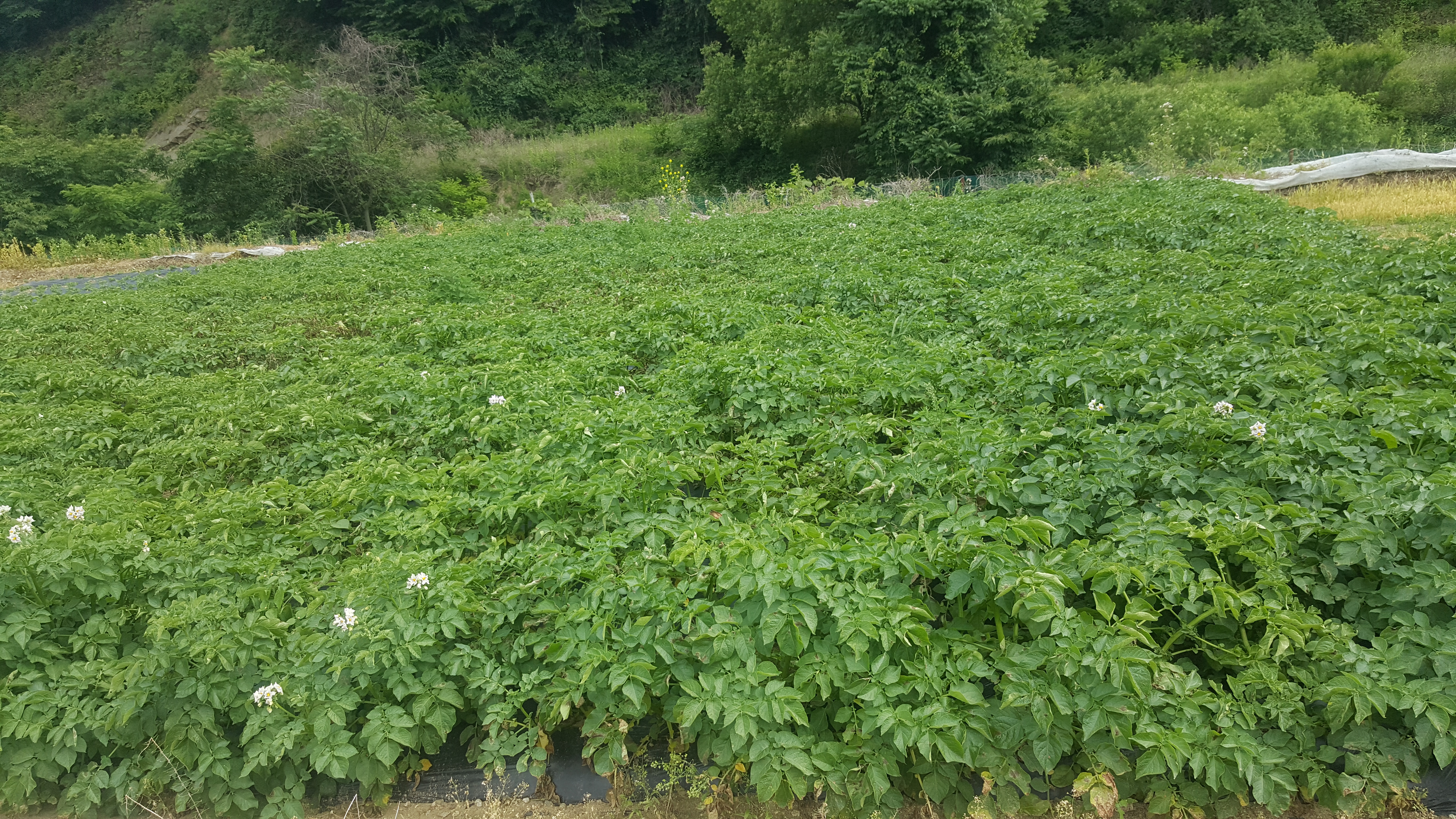 20180606_150022.jpg