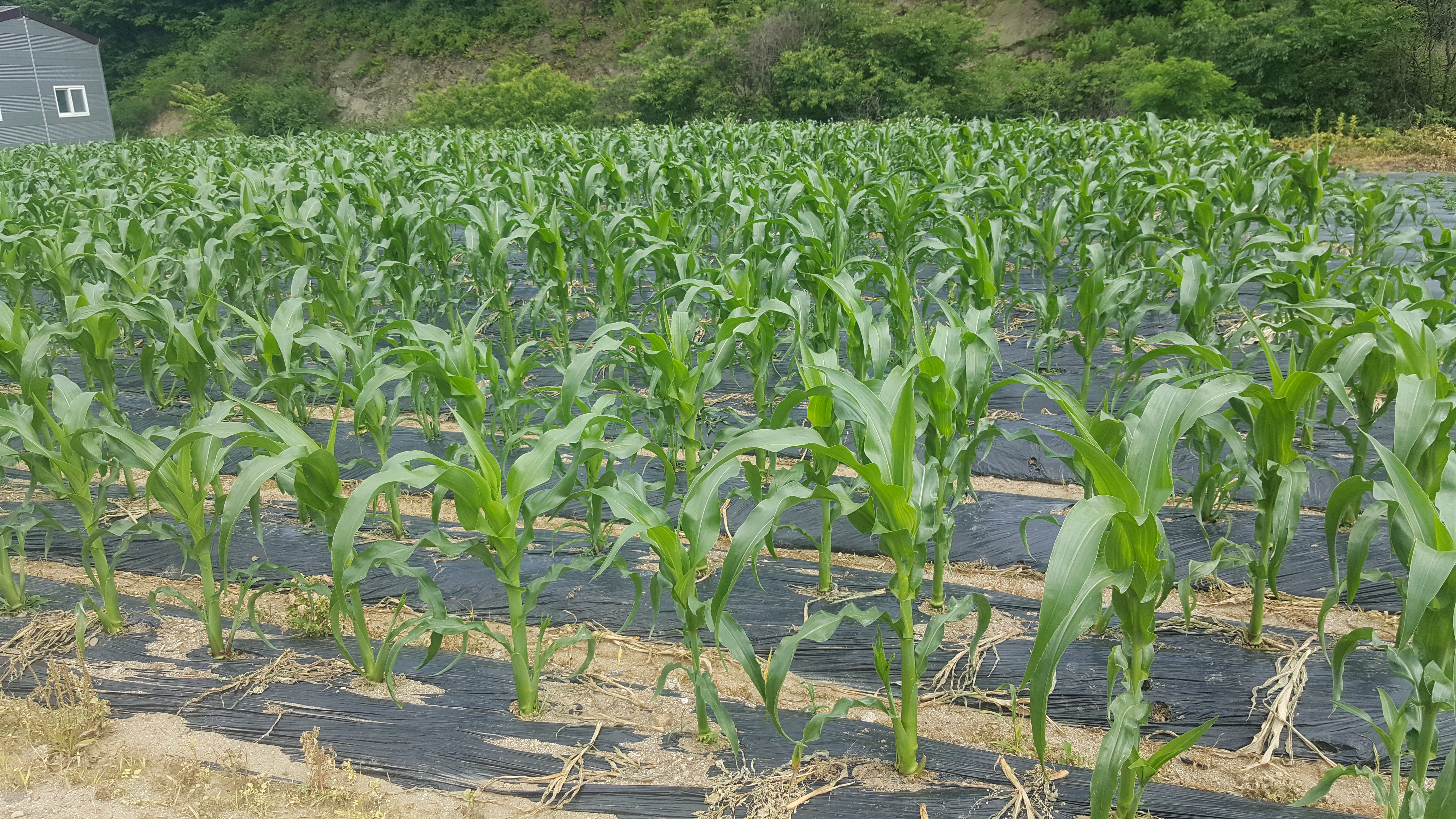 20180606_150103.jpg